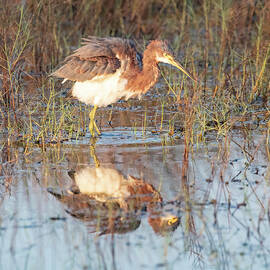 Tri Heron 770A by Sally Fuller
