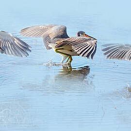 Tri Heron 849-850-854A by Sally Fuller