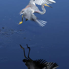 Tri Heron 92A by Sally Fuller