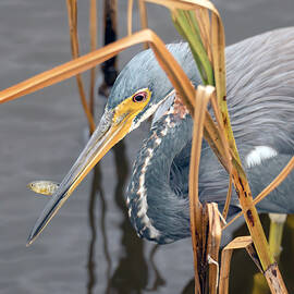 Tricolored Heron With Its Little Fish by Debra Martz