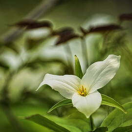 Trillium In The Sunshine by Dale Kauzlaric