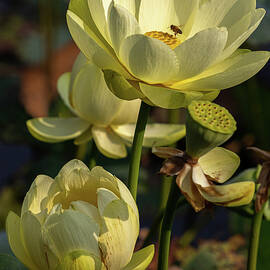Trio of Lotus Flowers by Richard DeYoung