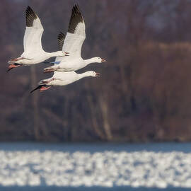 Trio Of Snow Geese In Flight  by Susan Candelario