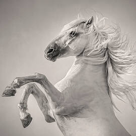 Triumphant White Horse by Joanne Eastope