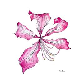 Tropical Flower in Quinacridone Magenta by Catherine Bede