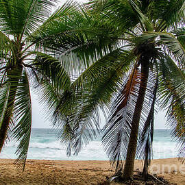 Tropical Isabela Beach with Palm Trees by Beachtown Views