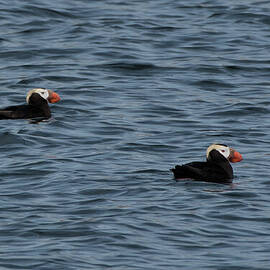 Tufted Puffins in the Salish Sea by Nancy Gleason