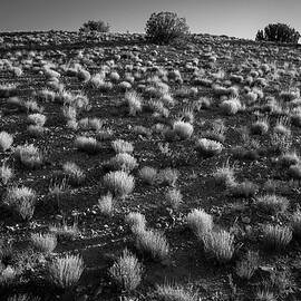Tufts by Mary Lee Dereske