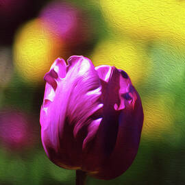 Tulip 18B by Sally Fuller