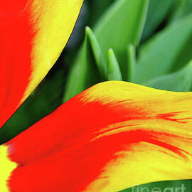 TULIP GLOW by Randall Dill