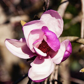 Tulip Magnolia Flower by Flees Photos