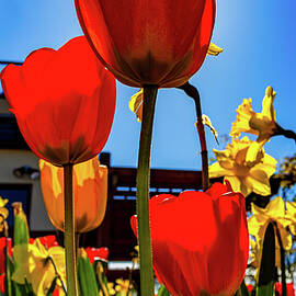 Tulip Season in Washington by Tommy Farnsworth