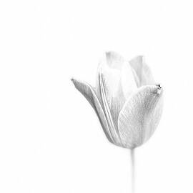 Tulip Study  by Richard Reeve