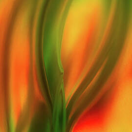 Tulip by Ursula Abresch