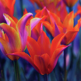 Tulips Ablaze by Jessica Jenney