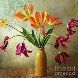 Tulips - Grace in the Bend by Dodie Ross