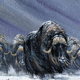 Tundra Muskox by Don Balke