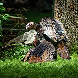 Pair of Wild Turkeys by Steven Nelson