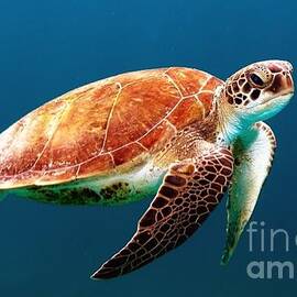 Turle by Antonios Valamontes