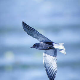 Turn of the Black Tern by Natural Focal Point Photography