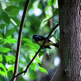 turquoise tanager 04 by Flees Photos