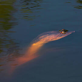 INTO THE LIGHT Turtle-001A  by Sally Fuller