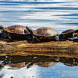 Turtles basking on a log in Seattle by Tommy Farnsworth