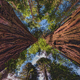 Twin Redwood Trunks, California by Abbie Matthews