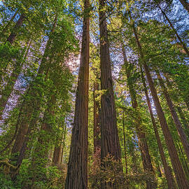 Twin Redwoods, California by Abbie Matthews