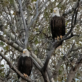 Twing Eagles  by Matt Halvorson