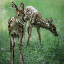 Twins by James Overesch