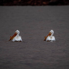 Twins by Matt Halvorson