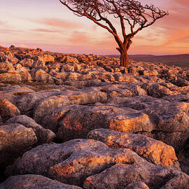 Twisted tree in Limestone pavement at Twistleton Scar,  Ingleton, Yorkshire Dales National Park,UK by Neale And Judith Clark