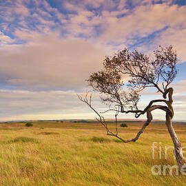 Twisted tree, Peak district, England by Neale And Judith Clark