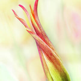 Twisting Tulip by Elvira Peretsman