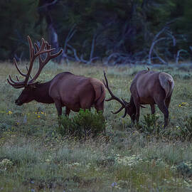 Two Bulls  by Matt Halvorson