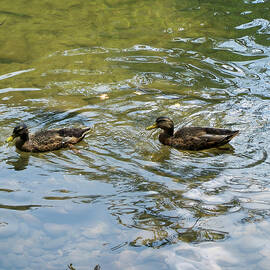 two ducks in shallow water by Flees Photos