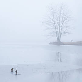 Two Ducks on Thin Ice by Dave King
