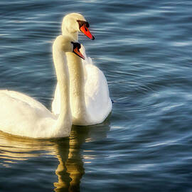 Two Floating Swans by Tatiana Travelways