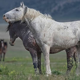 Curious Bachelors  by Paul Martin