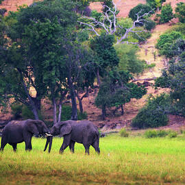 Two large elephants fighting in Chobe National Park, Botswana. by Miroslav Liska
