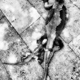 Two Lizards on Stone Path by Bruce Block
