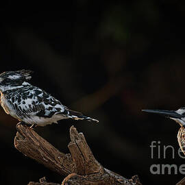 Two Pied Kingfishers on a Branch by Natural Focal Point Photography