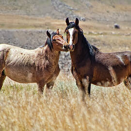 Two proud Mustang Stallions by Waterdancer