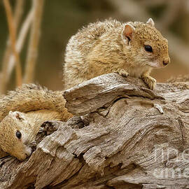 Two Squirrels Resting on a Log by Natural Focal Point Photography