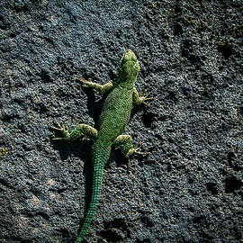 Tzintzuntzan Lizard by William Scott Koenig