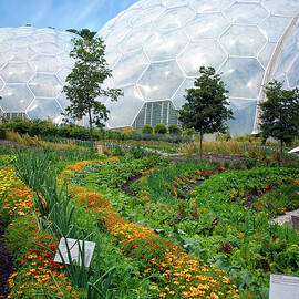 UK, Cornwall, St Austell, Eden Project by Seeables Visual Arts