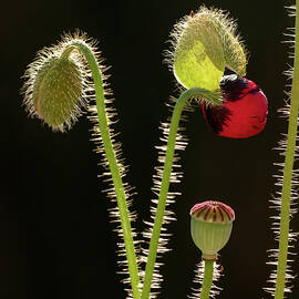 Ukraine Remembrance by Joe Schofield