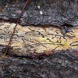 Underbark by Steven Nelson