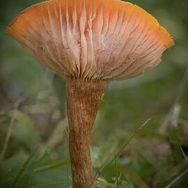 Upturned Mushroom Head by Jean Noren